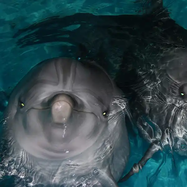 Platinum rule visual