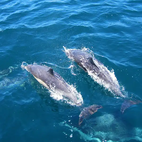 Historical temperaments