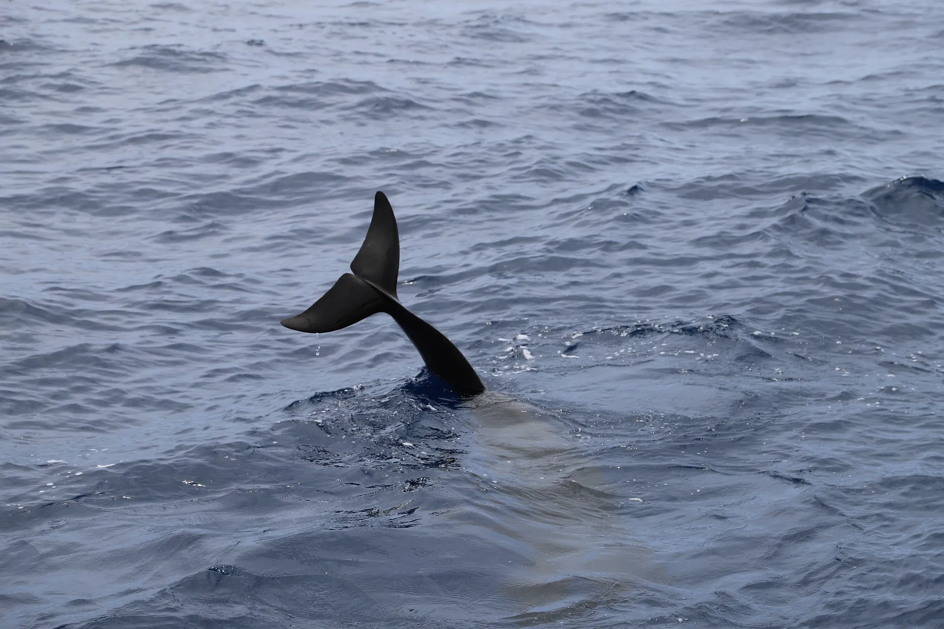 image to support text